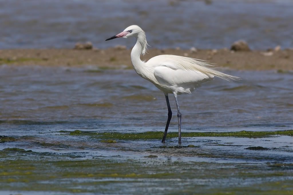 IMAGE: http://i260.photobucket.com/albums/ii33/C4Miles/Heronlike%20Birds/WMorph_0321100013copy.jpg