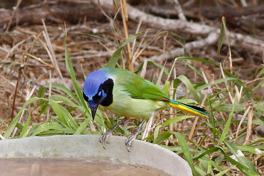 Green Jay Pictures, Images and Photos