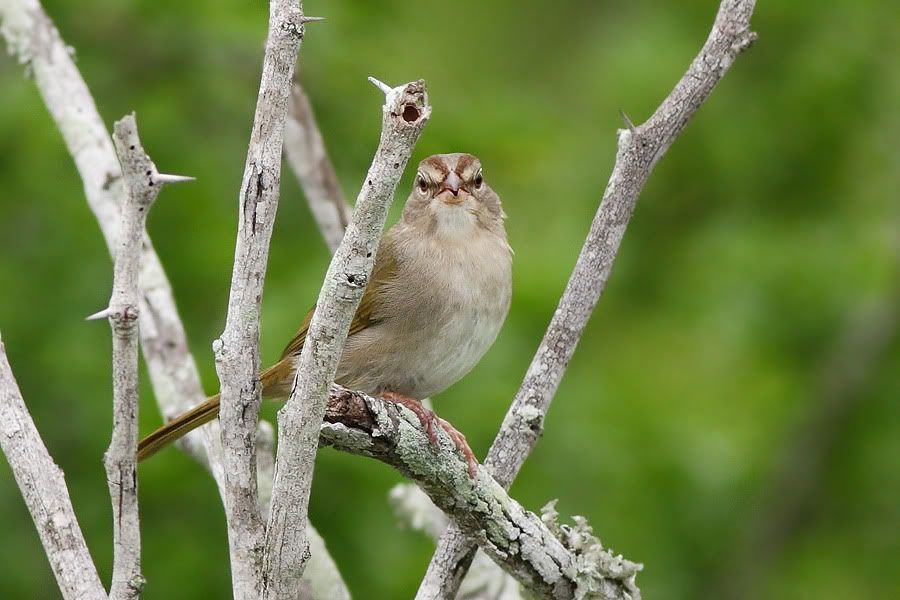 IMAGE: http://i260.photobucket.com/albums/ii33/C4Miles/Other%20Birds%20and%20Animals/Olive_0412100003copy.jpg