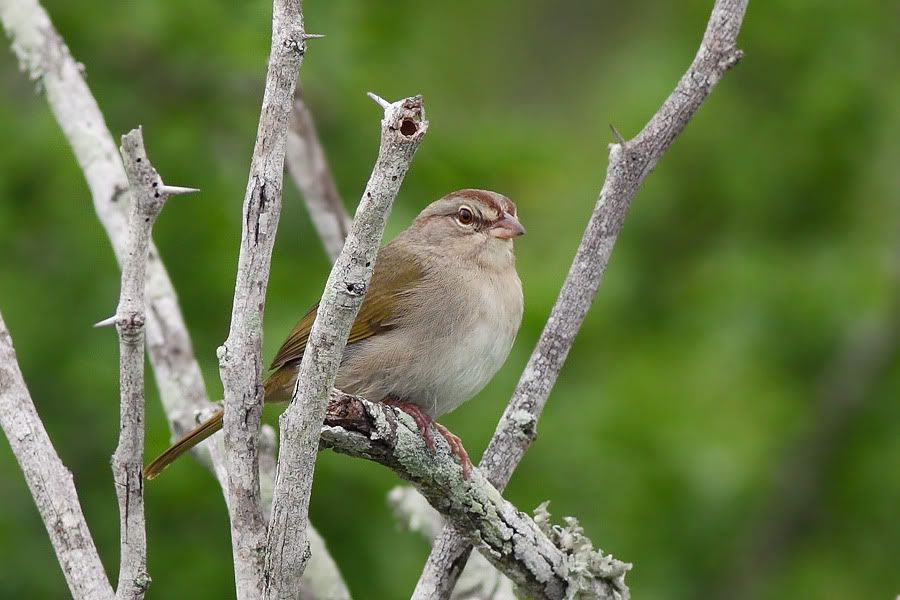 IMAGE: http://i260.photobucket.com/albums/ii33/C4Miles/Other%20Birds%20and%20Animals/Olive_0412100004copy.jpg