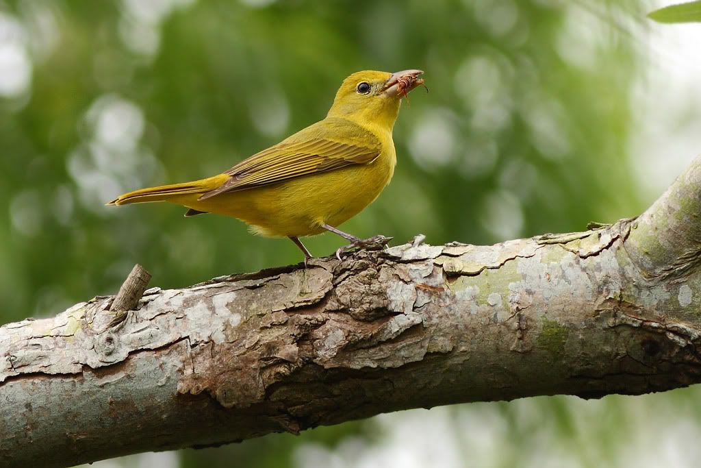 IMAGE: http://i260.photobucket.com/albums/ii33/C4Miles/Warblers%20Flycatchers%20Vireos/FSummerTan_0417100005copy.jpg