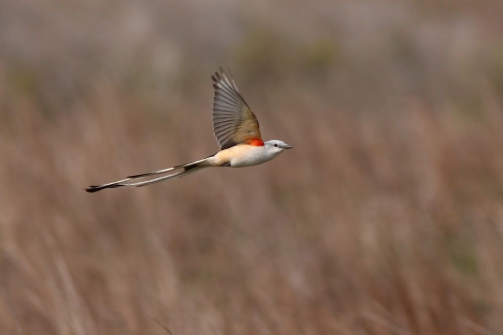 IMAGE: http://i260.photobucket.com/albums/ii33/C4Miles/Warblers%20Flycatchers%20Vireos/ScissorFlyIF_0324100020copy.jpg