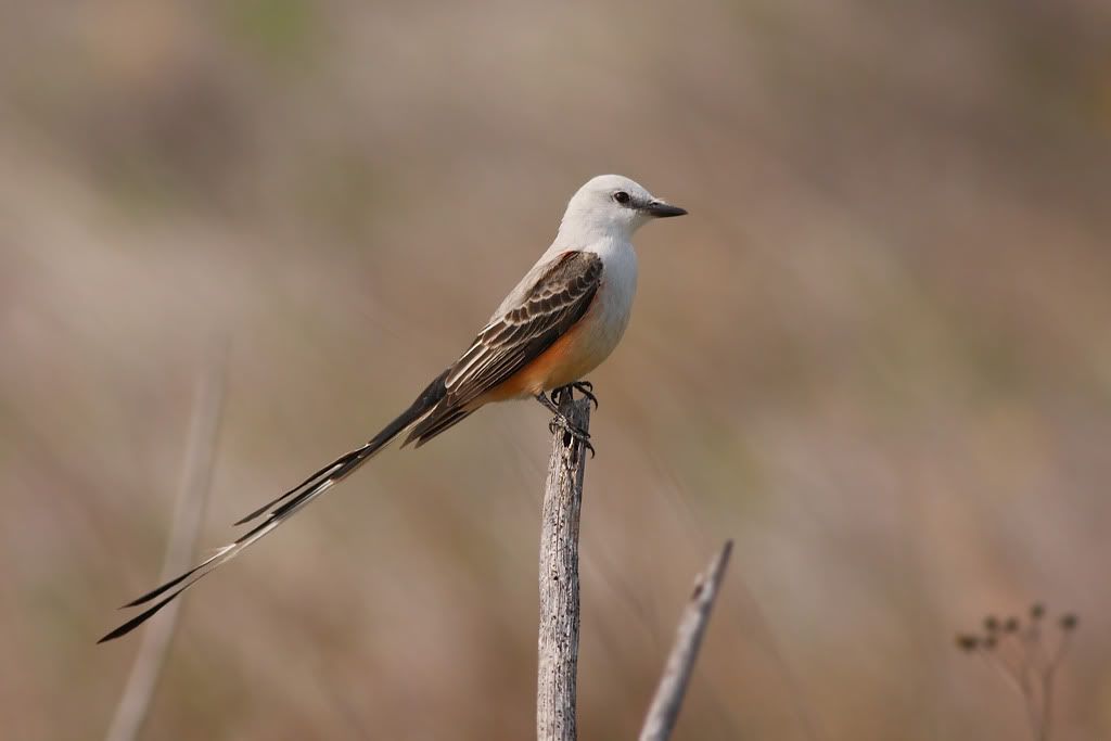 IMAGE: http://i260.photobucket.com/albums/ii33/C4Miles/Warblers%20Flycatchers%20Vireos/ScissorFly_0324100003copy.jpg