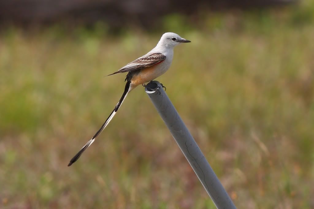 IMAGE: http://i260.photobucket.com/albums/ii33/C4Miles/Warblers%20Flycatchers%20Vireos/ScissorFly_0324100018copy.jpg