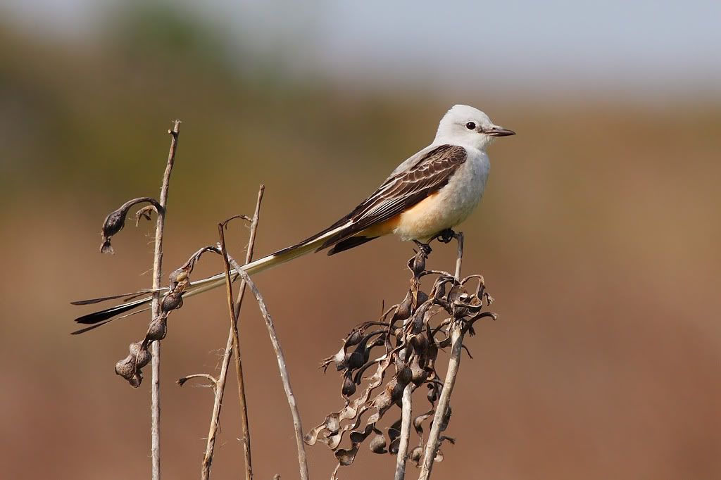 IMAGE: http://i260.photobucket.com/albums/ii33/C4Miles/Warblers%20Flycatchers%20Vireos/ScissorFly_0324100029copy.jpg
