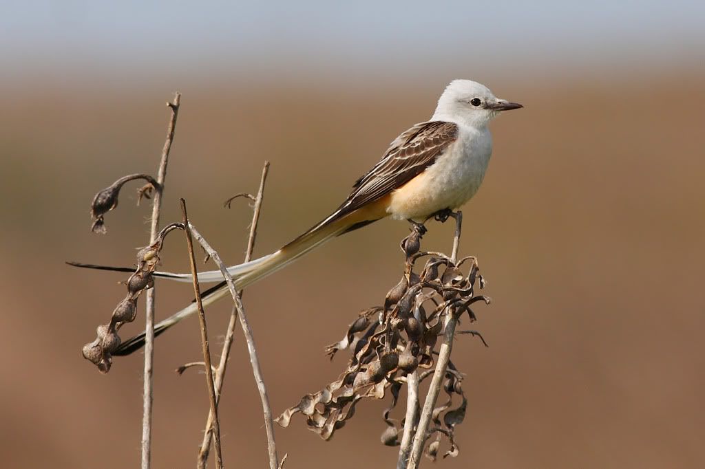 IMAGE: http://i260.photobucket.com/albums/ii33/C4Miles/Warblers%20Flycatchers%20Vireos/ScissorFly_0324100059copy.jpg
