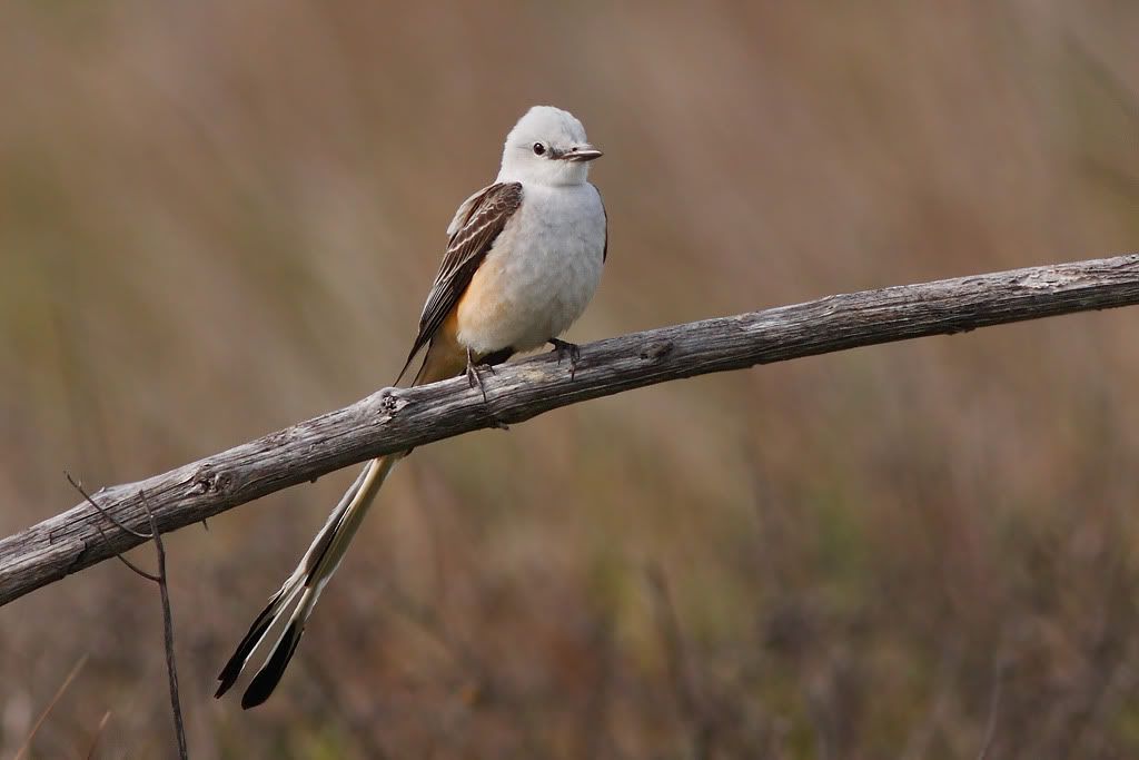 IMAGE: http://i260.photobucket.com/albums/ii33/C4Miles/Warblers%20Flycatchers%20Vireos/ScissorFly_0324100084copy.jpg