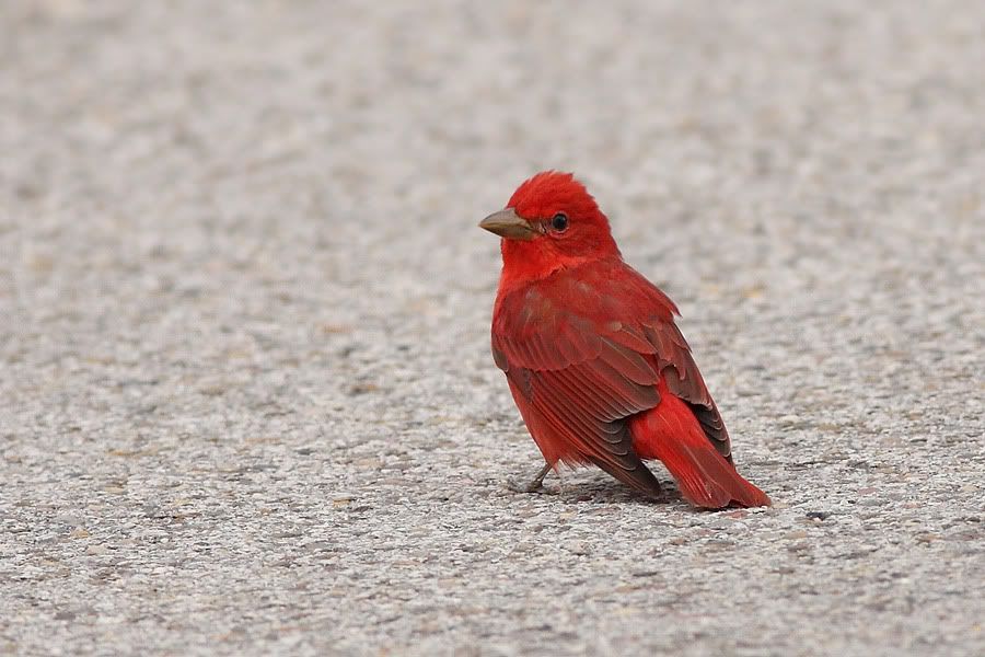 IMAGE: http://i260.photobucket.com/albums/ii33/C4Miles/Warblers%20Flycatchers%20Vireos/SummerTan_0414100010copy.jpg