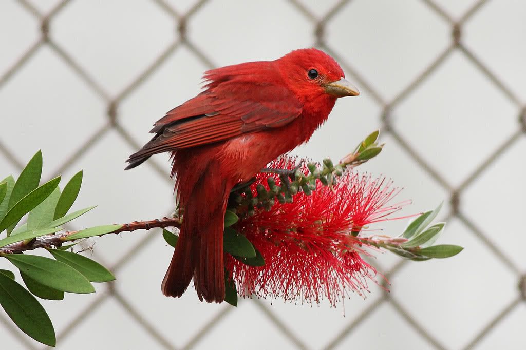 IMAGE: http://i260.photobucket.com/albums/ii33/C4Miles/Warblers%20Flycatchers%20Vireos/SummerTanager_0412100005copy.jpg