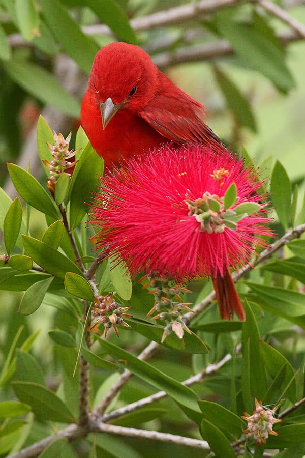 IMAGE: http://i260.photobucket.com/albums/ii33/C4Miles/Warblers%20Flycatchers%20Vireos/SummerTanager_0412100007copy.jpg