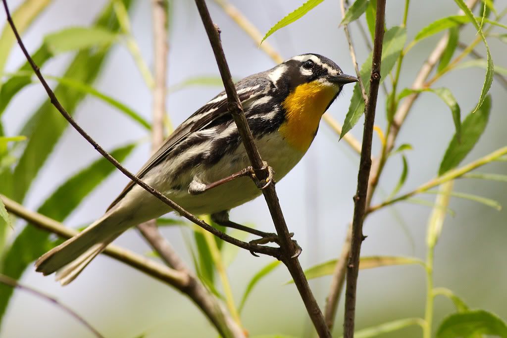 IMAGE: http://i260.photobucket.com/albums/ii33/C4Miles/Warblers%20Flycatchers%20Vireos/YTWarbler_0403100004copy.jpg