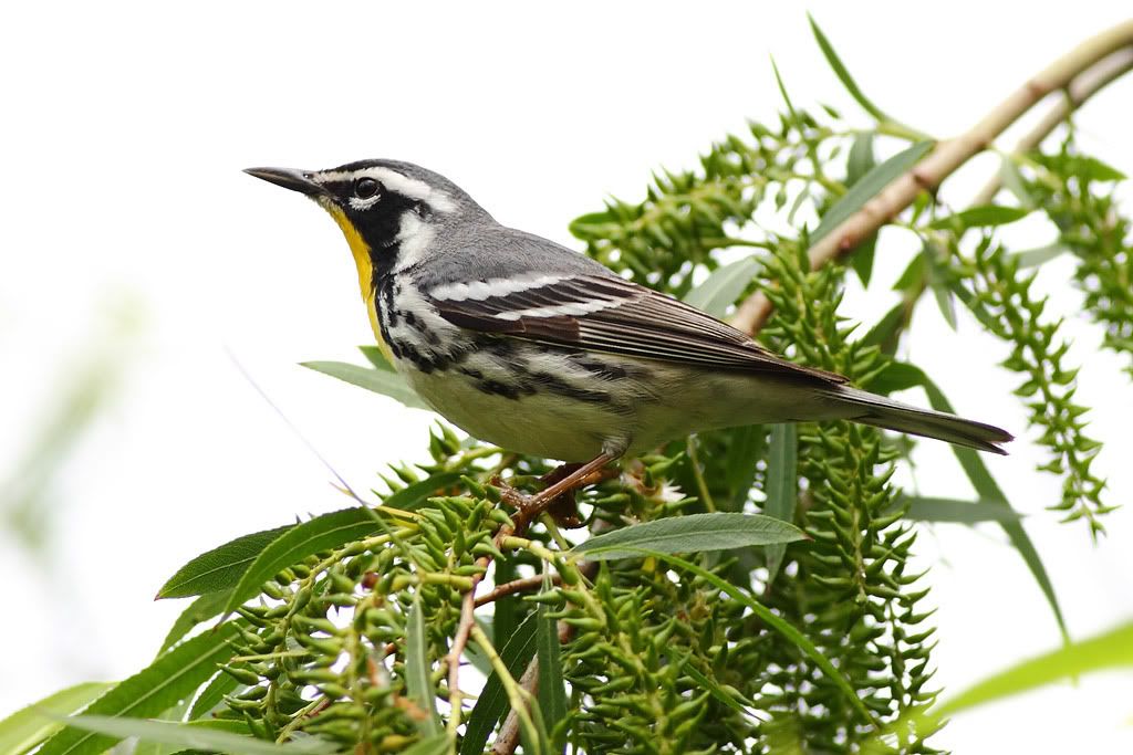 IMAGE: http://i260.photobucket.com/albums/ii33/C4Miles/Warblers%20Flycatchers%20Vireos/YTWarbler_0417100006copy.jpg