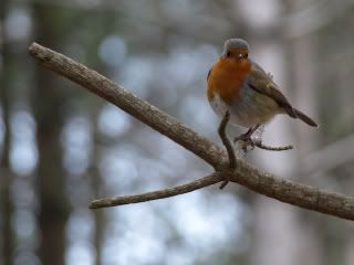 RobinusRedbreasticus.jpg