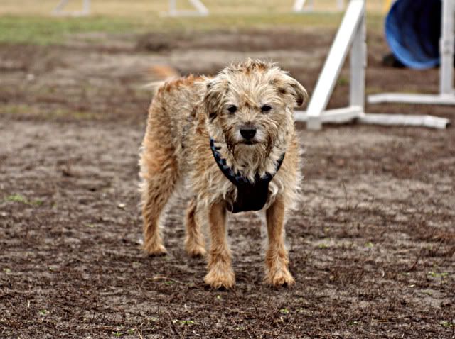 Hundeschule13.jpg