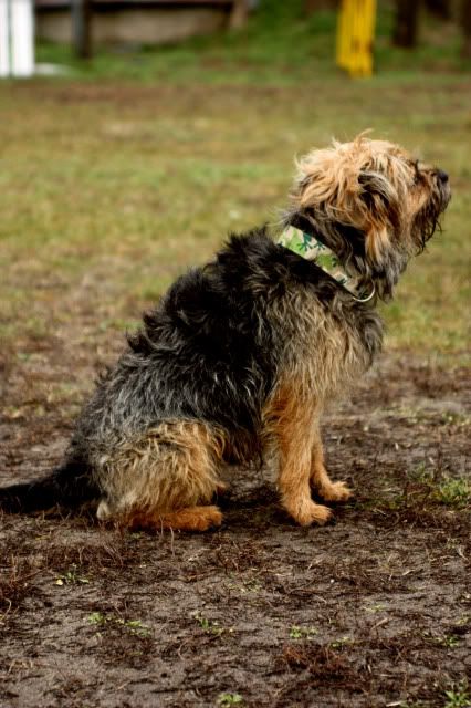 Hundeschule14.jpg