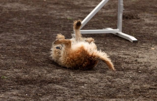 Hundeschule15.jpg