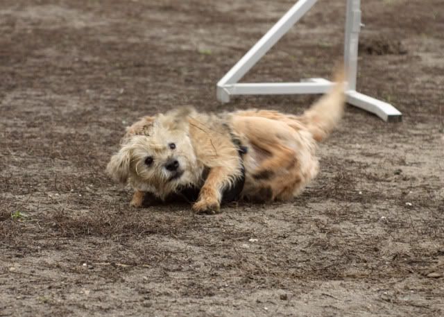 Hundeschule16.jpg