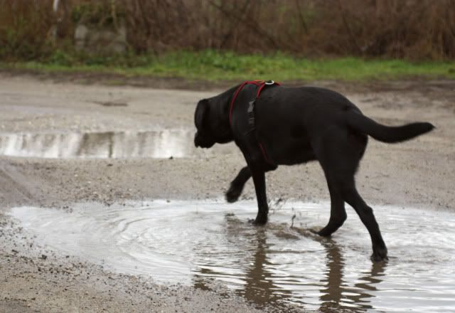 Hundeschule2.jpg