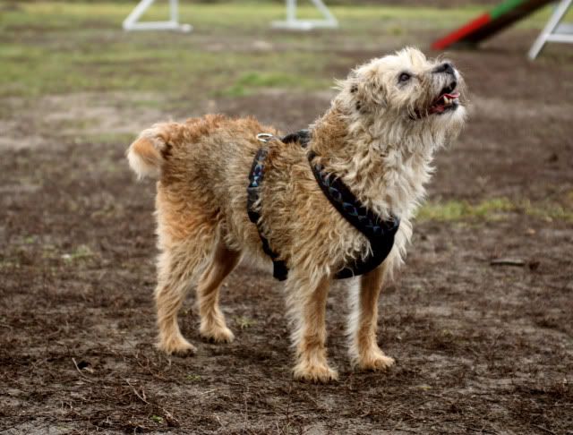 Hundeschule20.jpg