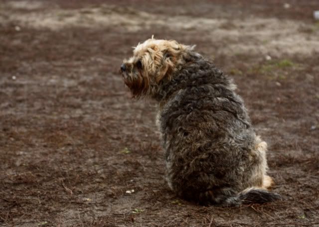 Hundeschule23.jpg