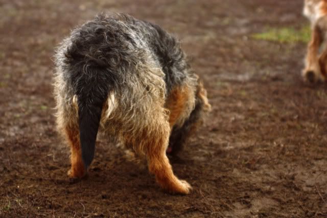 Hundeschule26.jpg