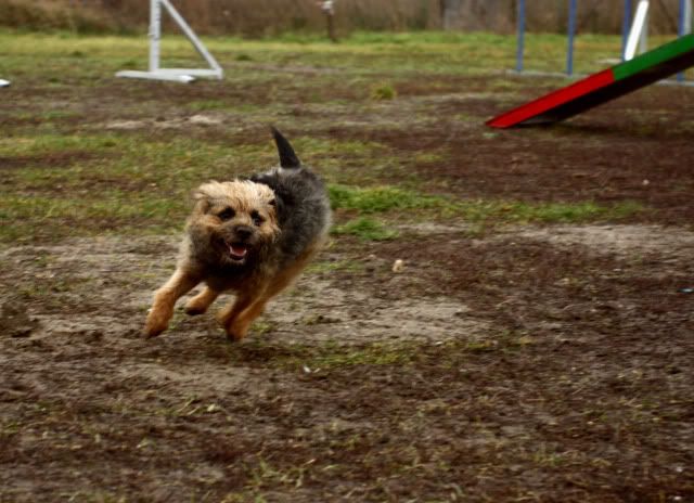 Hundeschule29.jpg