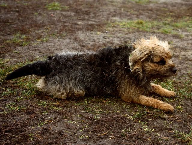 Hundeschule30.jpg