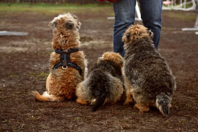 Hundeschule33.jpg