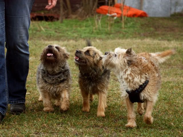Hundeschule36.jpg