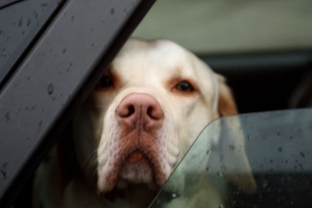Hundeschule37.jpg