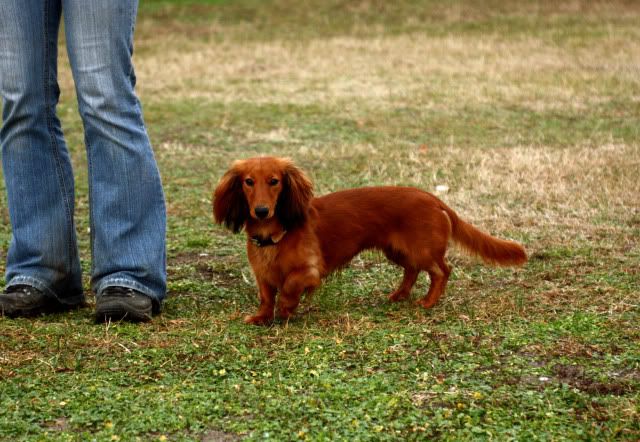 Hundeschule39.jpg