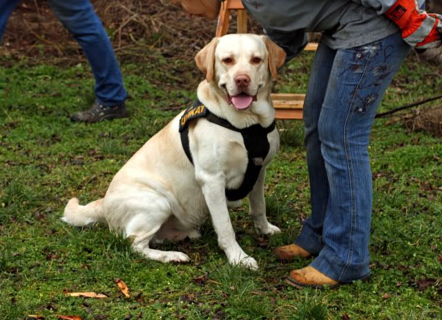 Hundeschule4.jpg