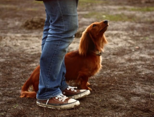 Hundeschule40.jpg