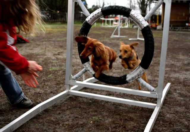 Hundeschule41.jpg