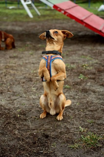 Hundeschule43.jpg