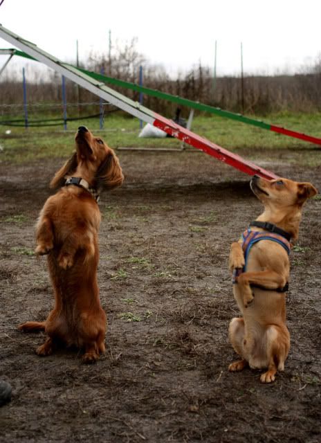 Hundeschule44.jpg