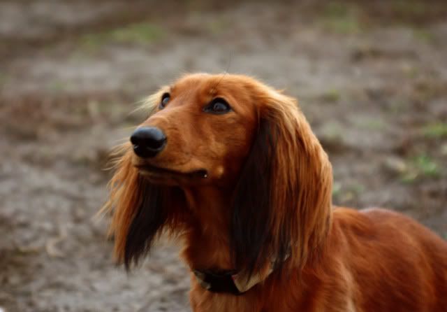 Hundeschule45.jpg