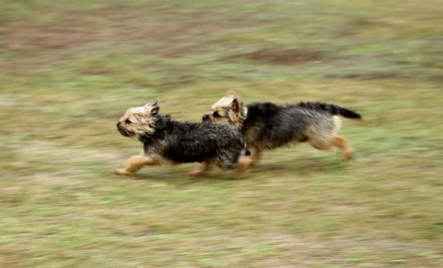 Hundeschule6.jpg