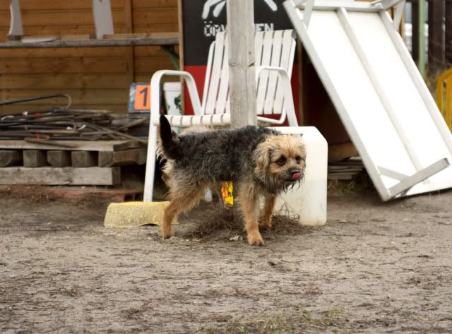Hundeschule7.jpg