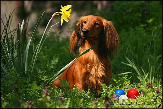 beautifuldaph8.jpg