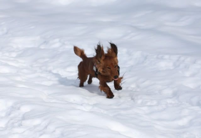 daphschnee1.jpg