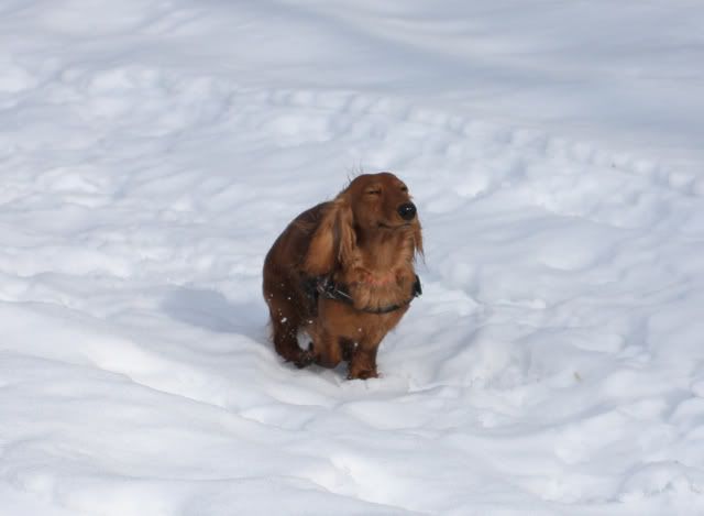 daphschnee2.jpg