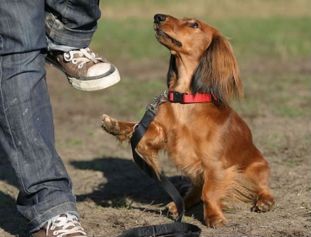 daphydogdancing3-1.jpg