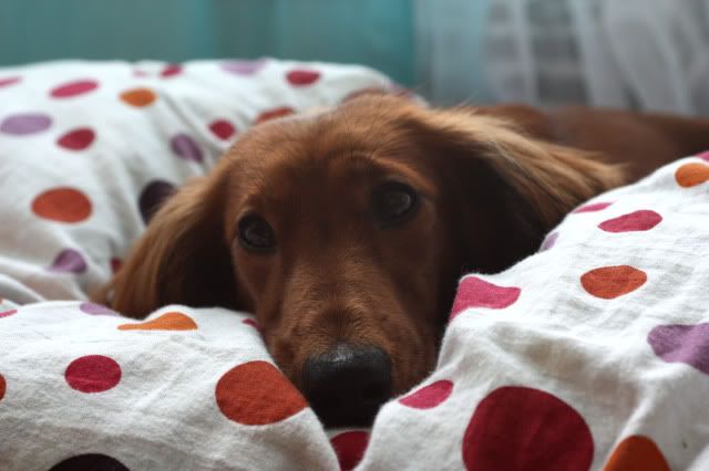 daphynearlysleeping3.jpg