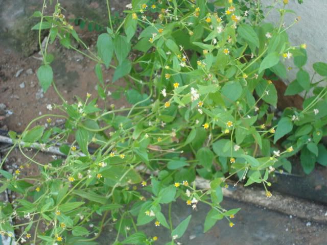 DSC01739.jpg
