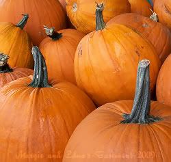 pumpkins,fall,harvest