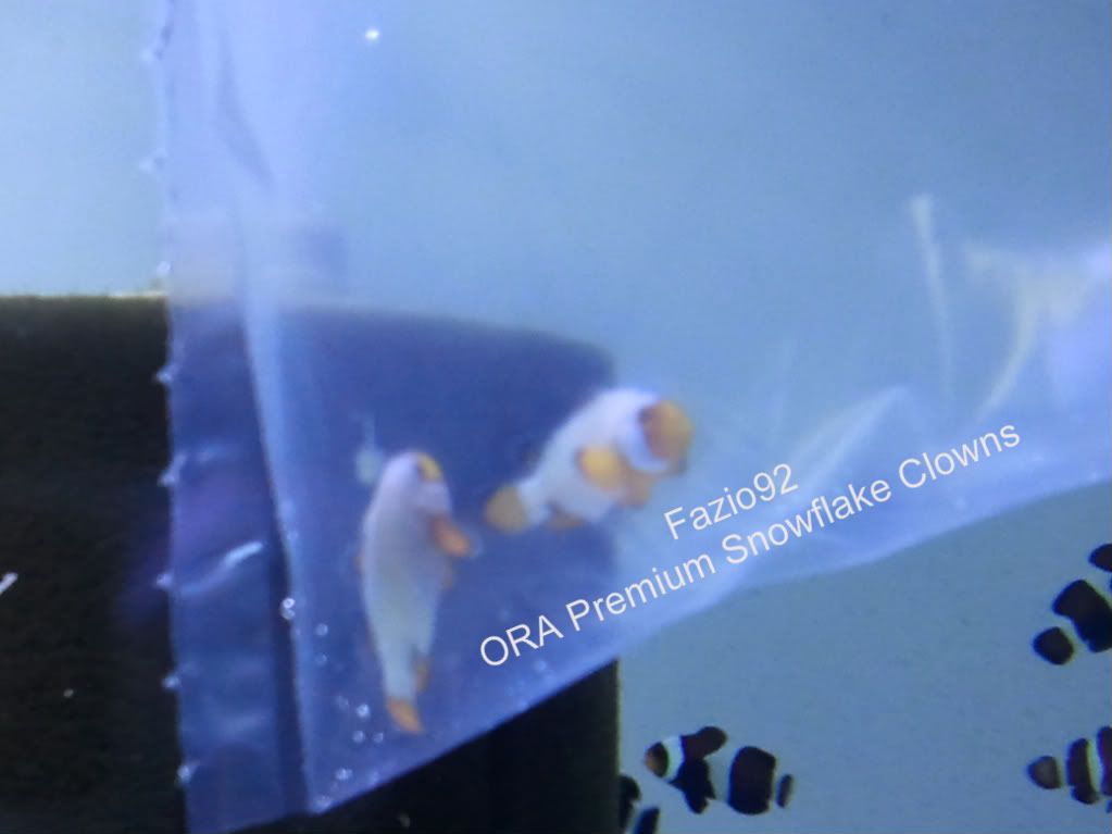 ORAPremiumSnowflakeClowns-1.jpg