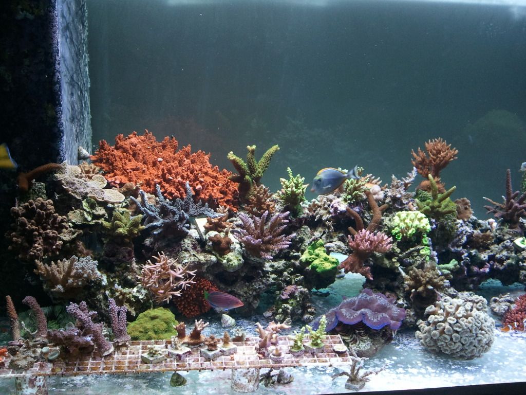 Reef330_Left.jpg