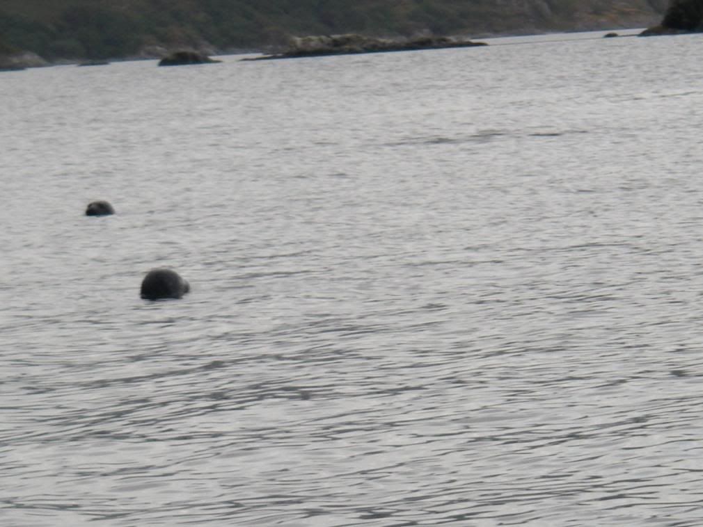 Seals Seals