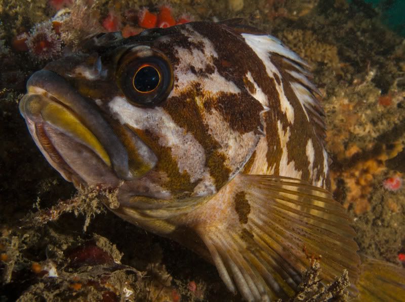 CopperRockfishCloseUp.jpg